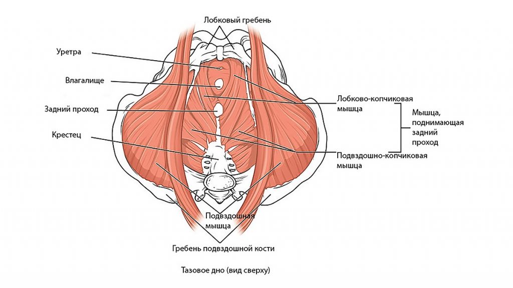 хроническая тазовая боль: причины, симптомы, лечение