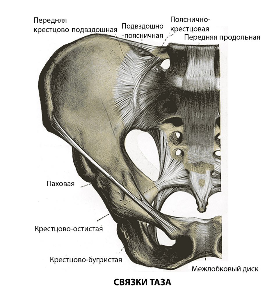 анатомия тазового дна