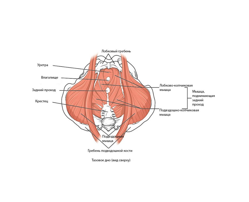 анатомия тазового дна