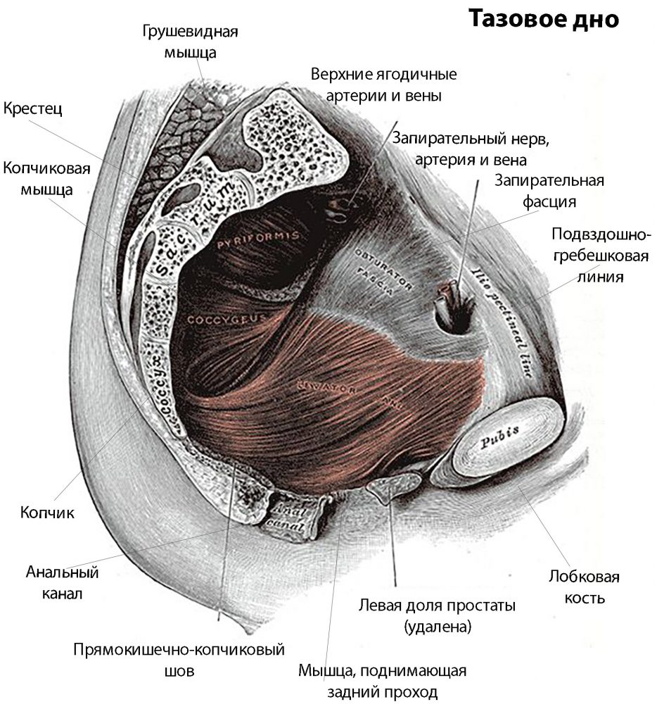 анатомия тазового дна