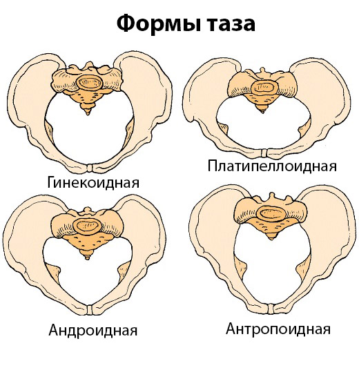 анатомия тазового дна