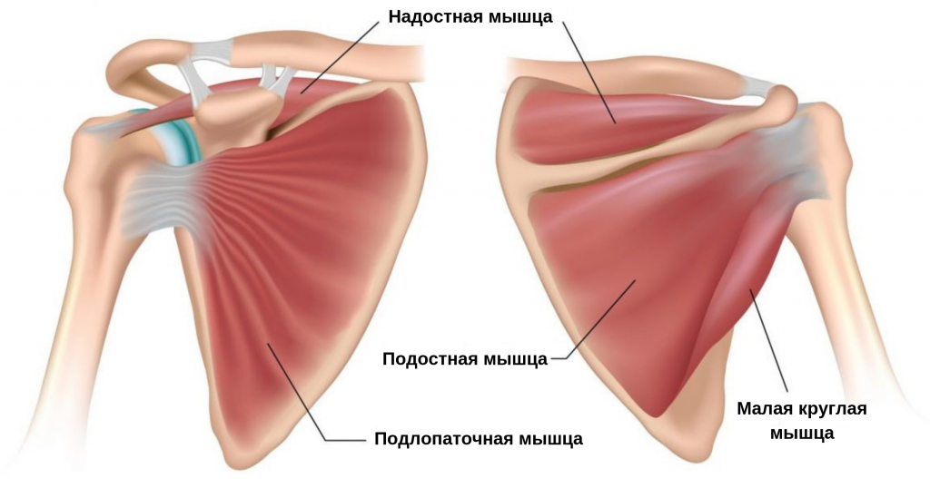 наиболее эффективные упражнения для подлопаточной мышцы