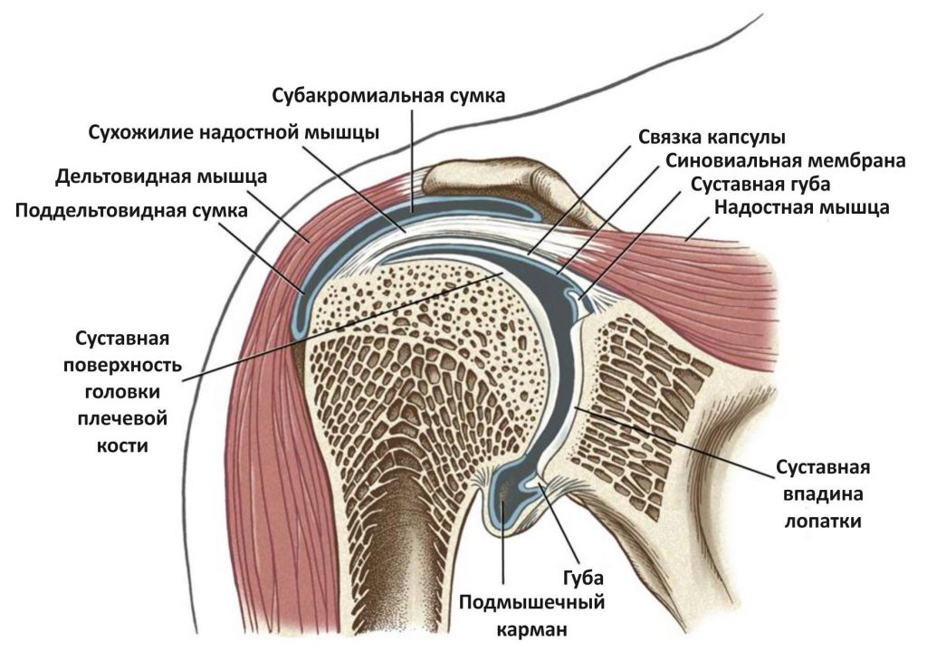 плечо пловца