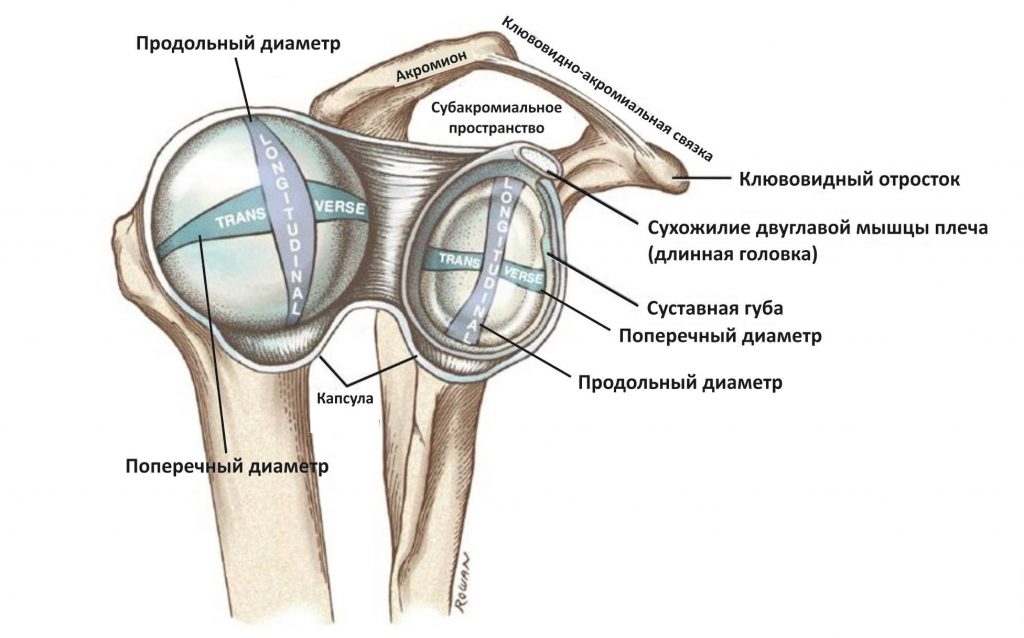 плечо пловца