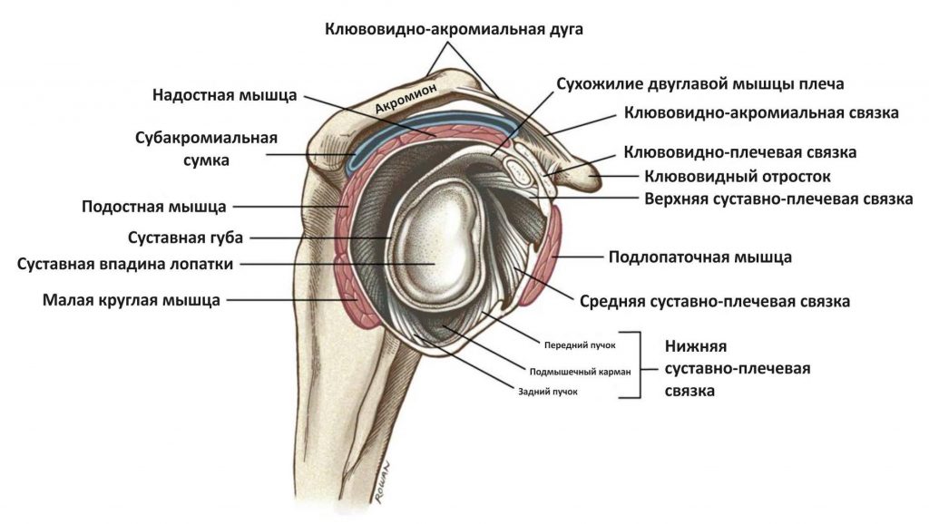 плечо пловца