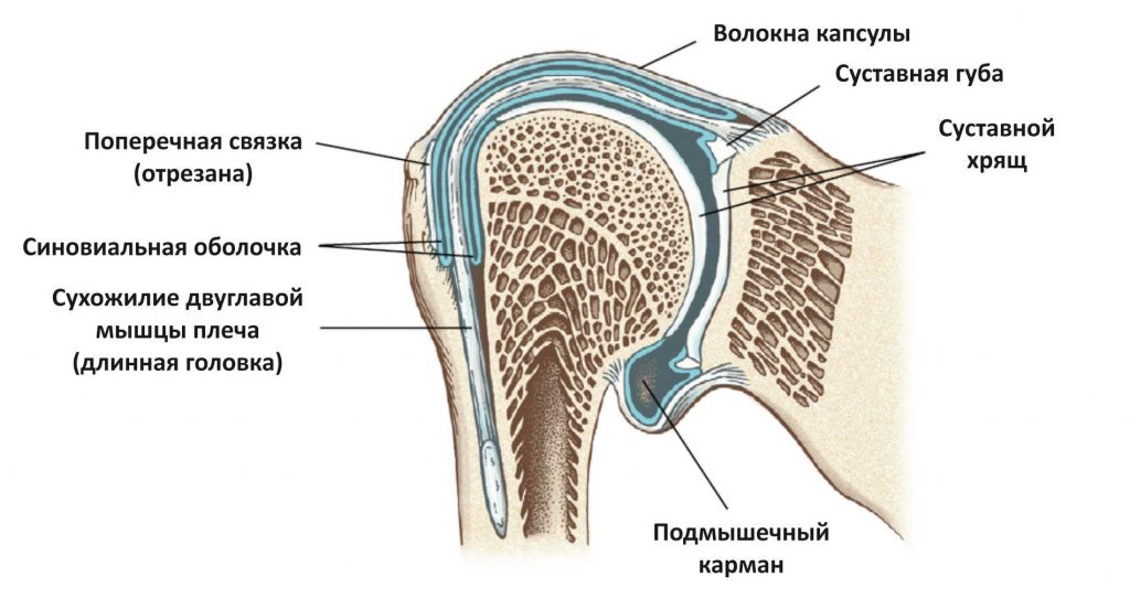 плечо пловца