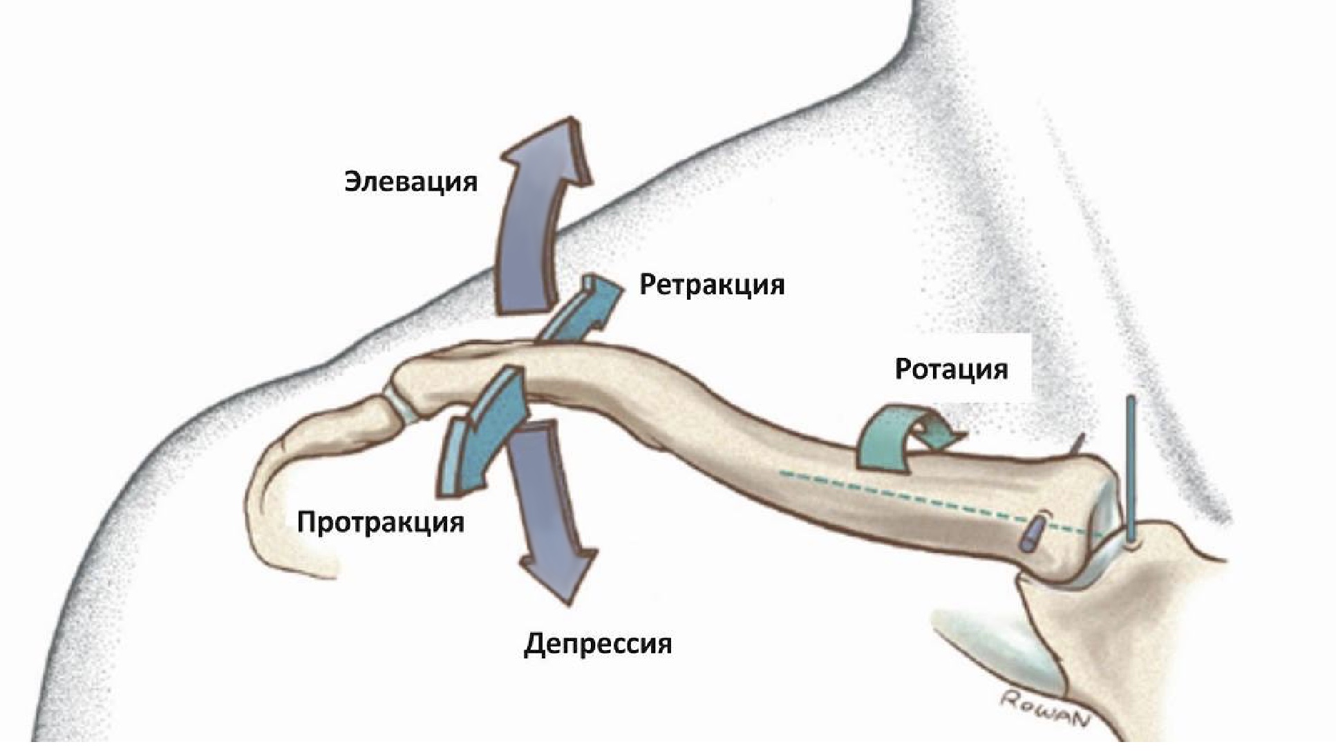 Анатомия акромиально-ключичного сустава