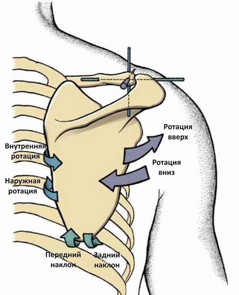 анатомия акромиально-ключичного сустава
