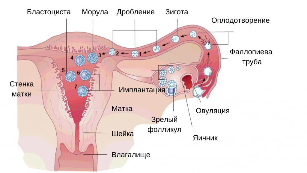 фертильность и физическая терапия