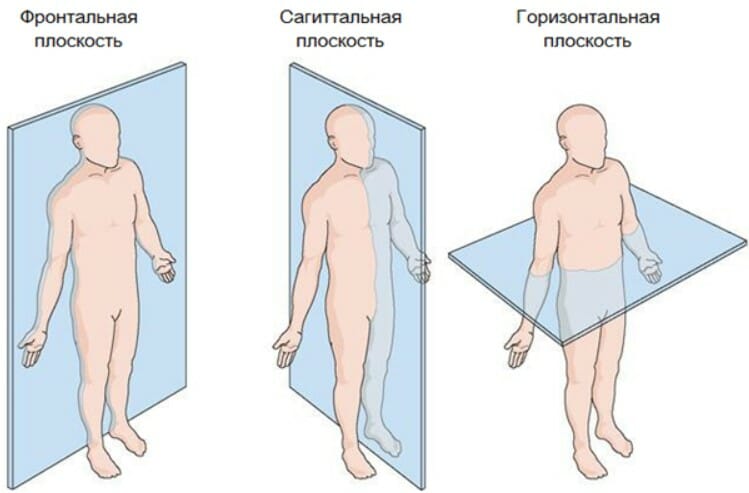 анатомия плече-лопаточного сустава