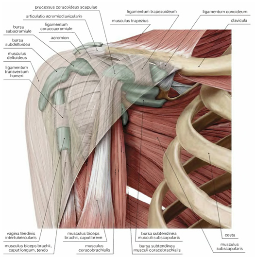 анатомия плече-лопаточного сустава