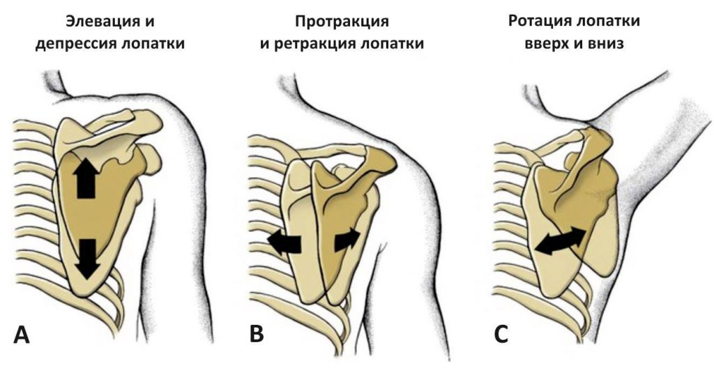 лопаточно-грудной сустав