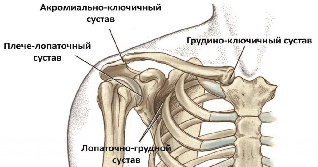 лопаточно-грудной сустав