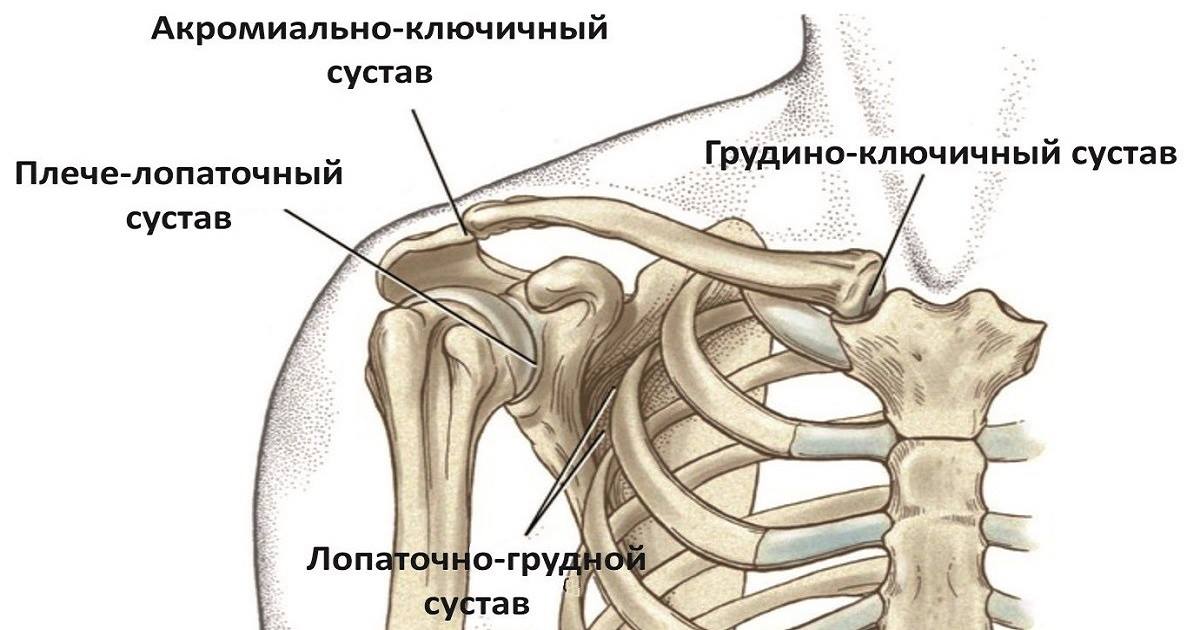 Лопаточно-грудной сустав