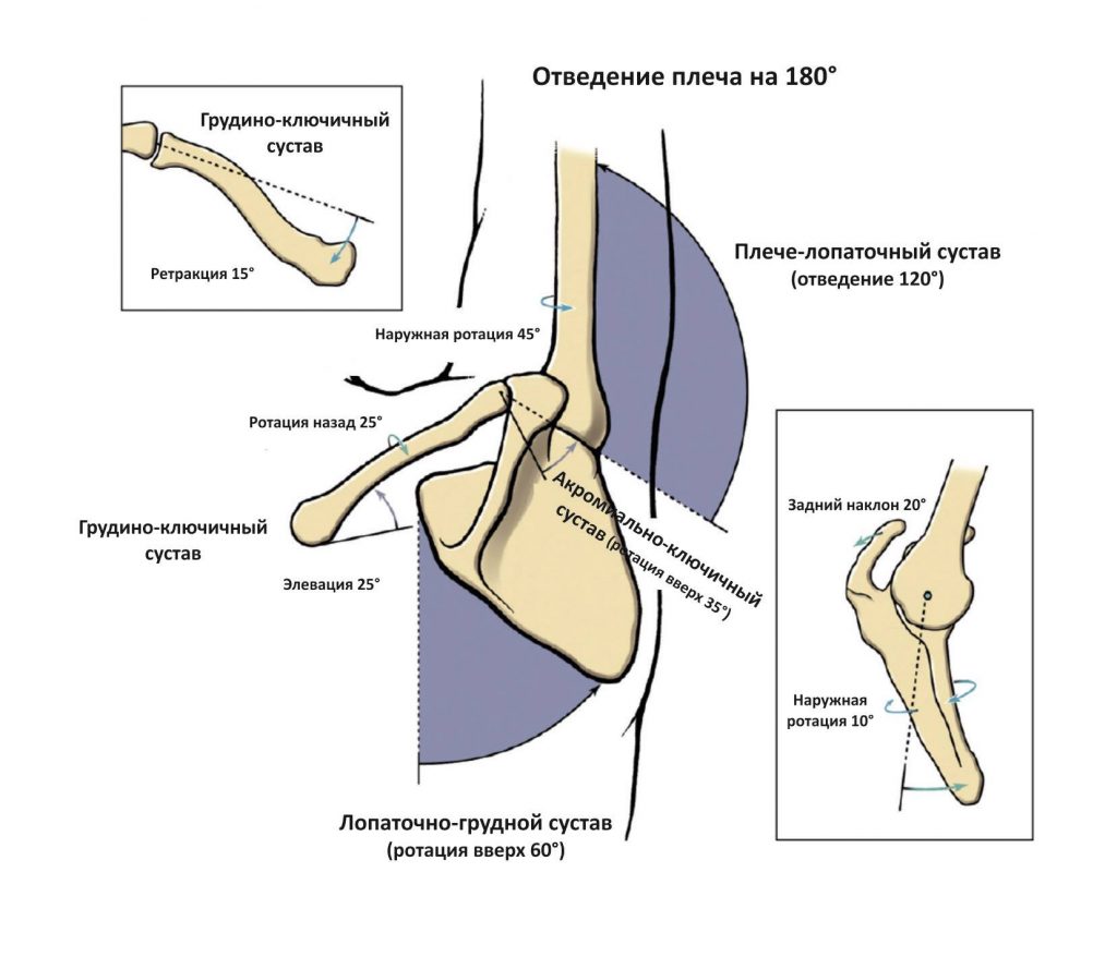лопаточно-грудной сустав