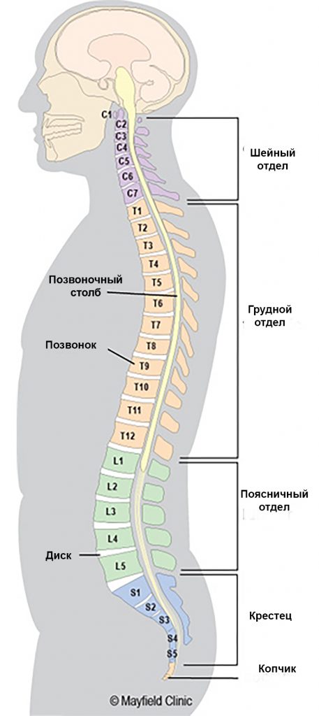 Изгибы позвоночника