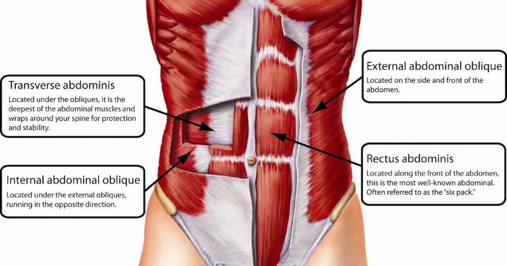 анатомия мышц живота