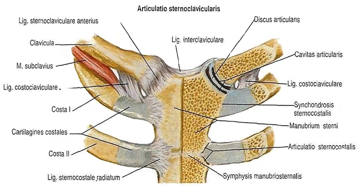 Грудино-ключичный сустав