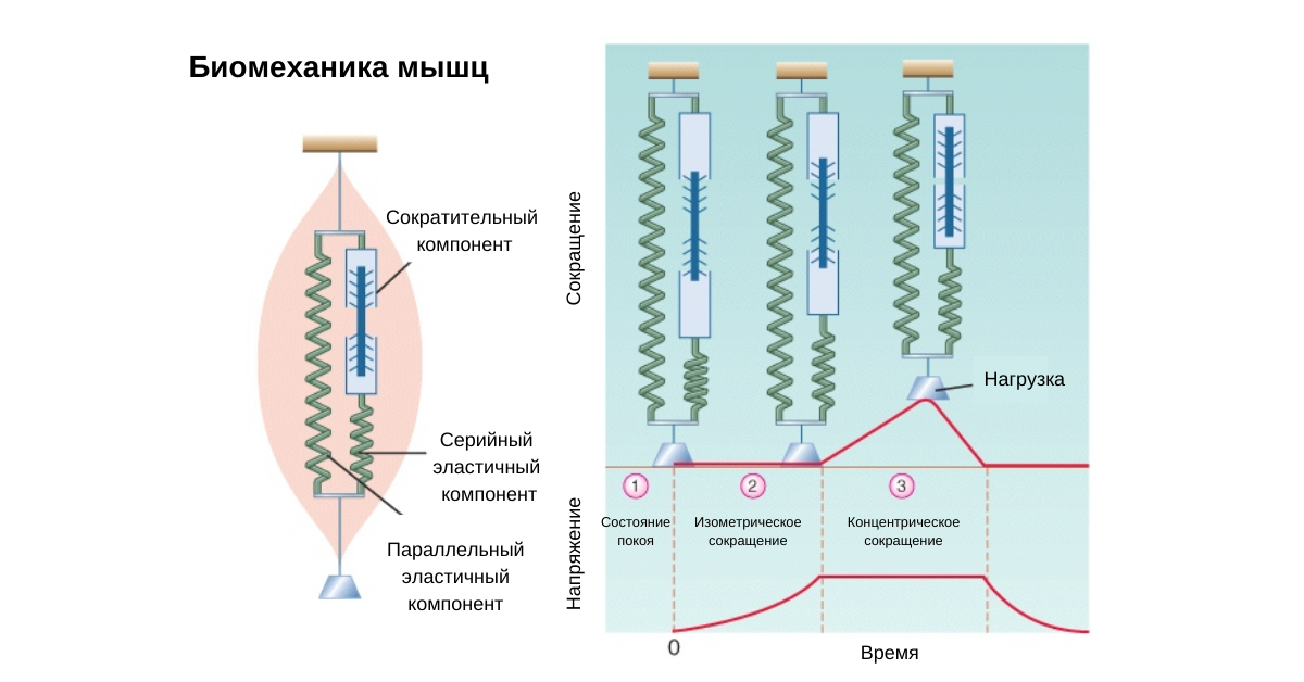 Биомеханика мышц