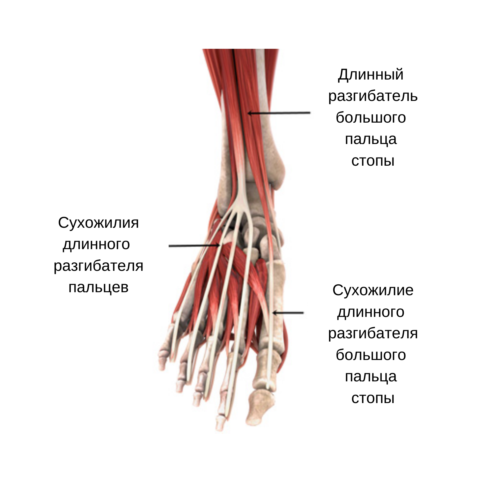 Длинный разгибатель большого пальца