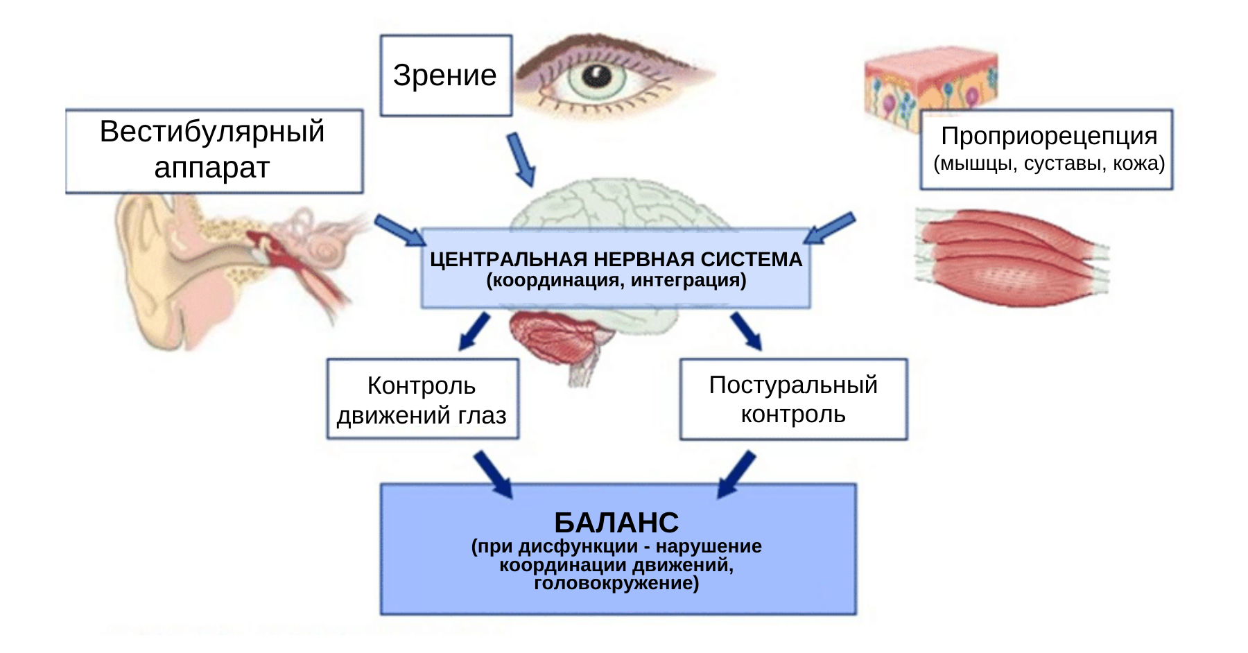 Система постурального контроля