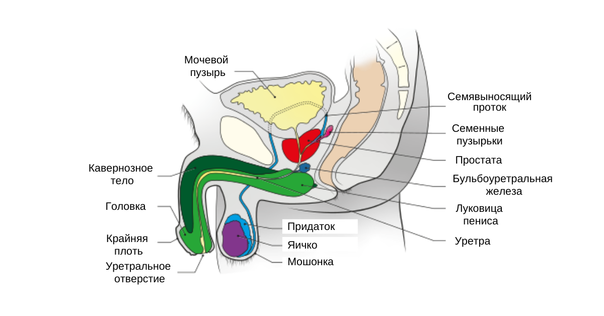 Анатомия тазового дна у мужчин
