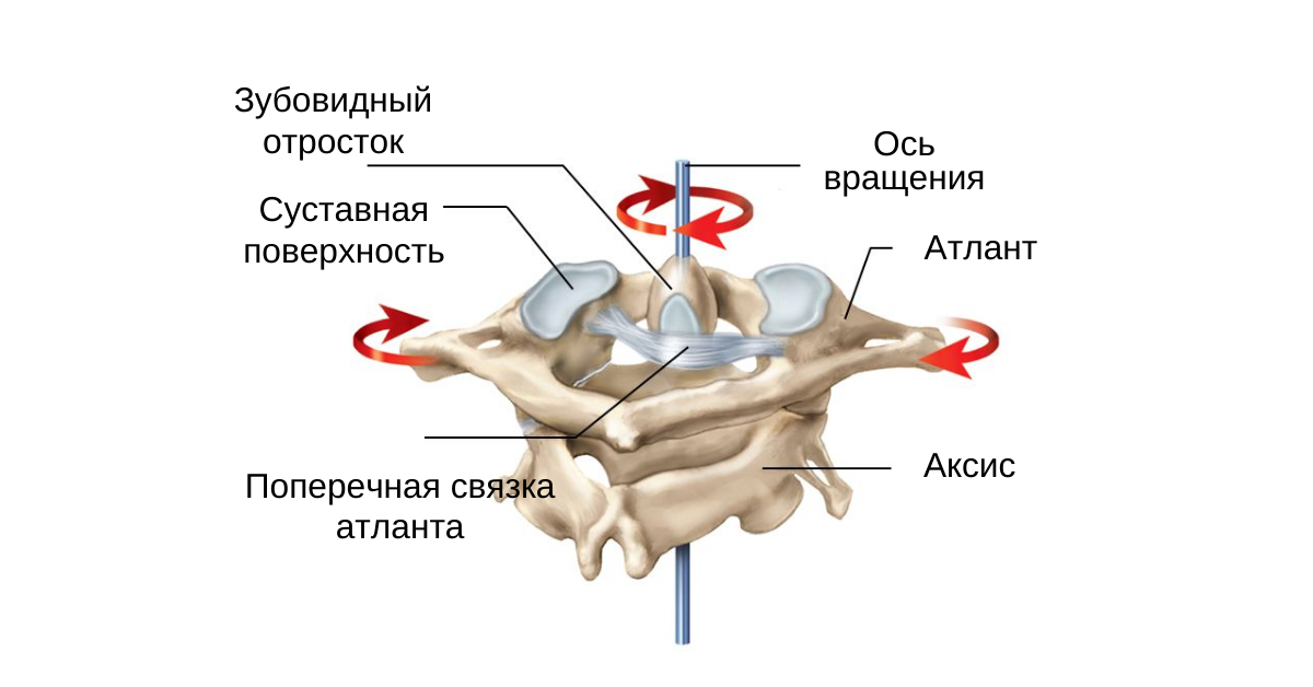 Атланто-аксиальный сустав