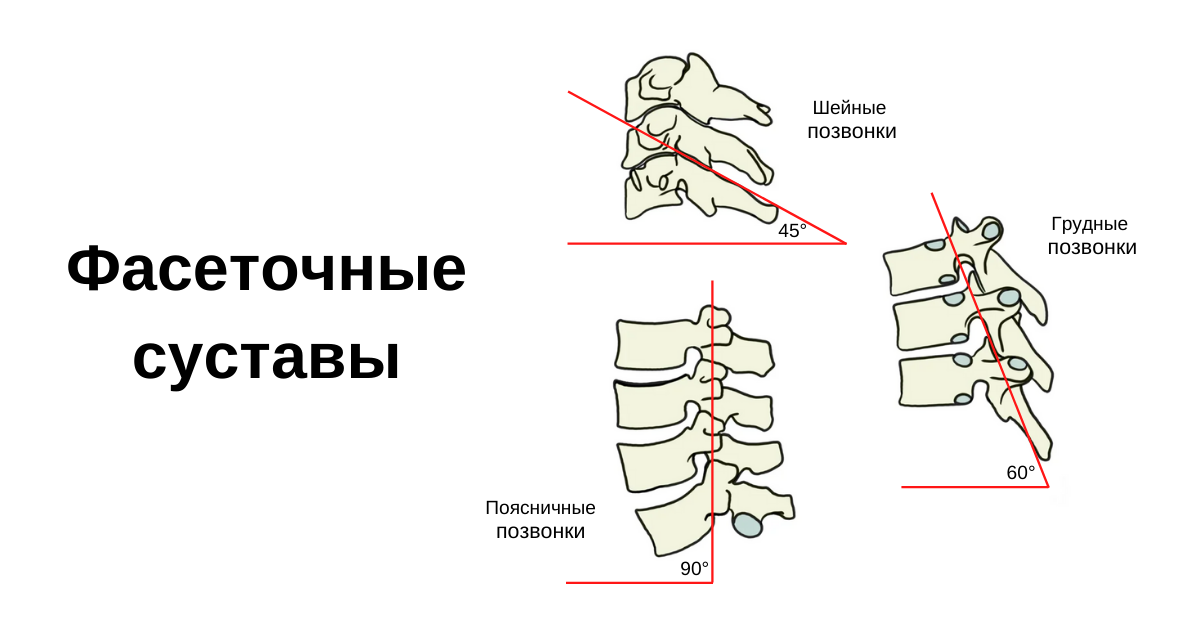 Фасеточные суставы