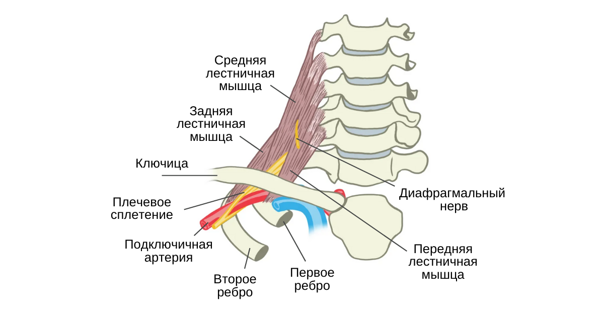 Лестничные мышцы