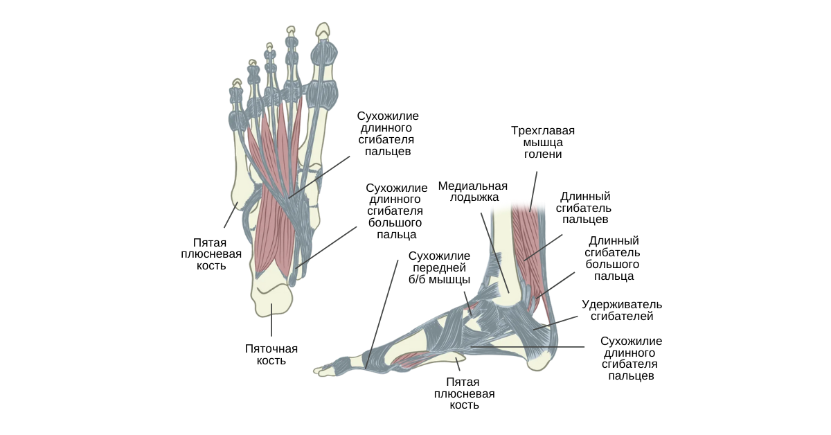 Длинный сгибатель большого пальца стопы