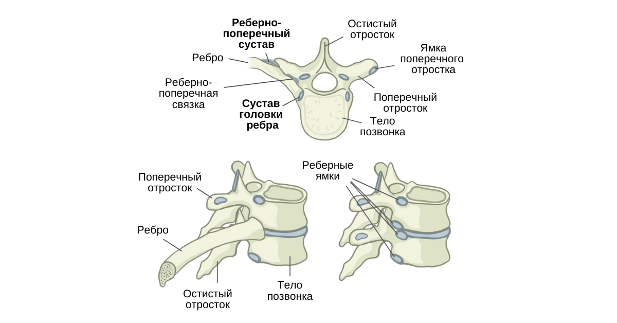 Реберно-позвоночные суставы