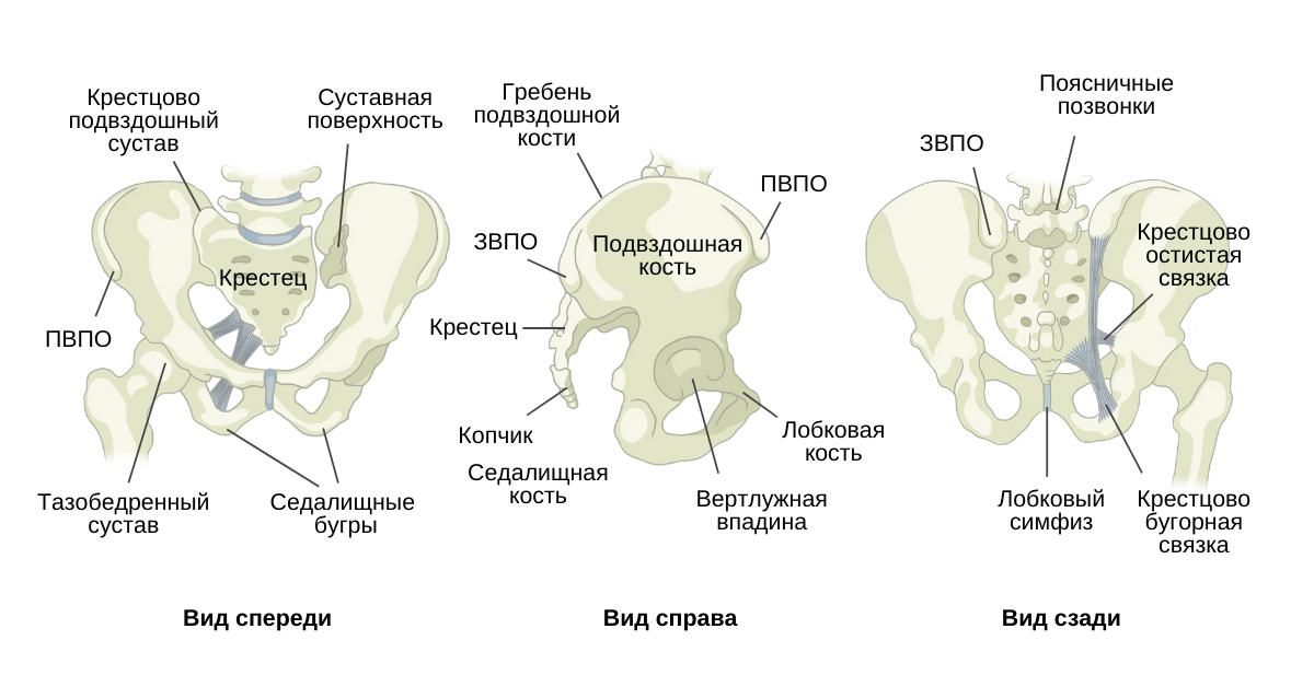 Структура таза