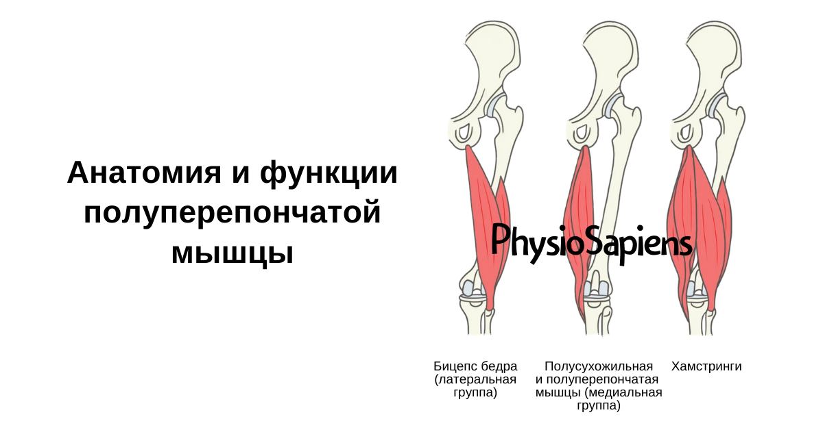 Полуперепончатая мышца