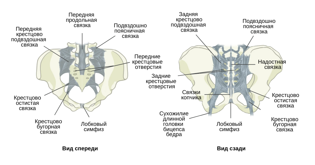 Подвздошно-поясничная связка