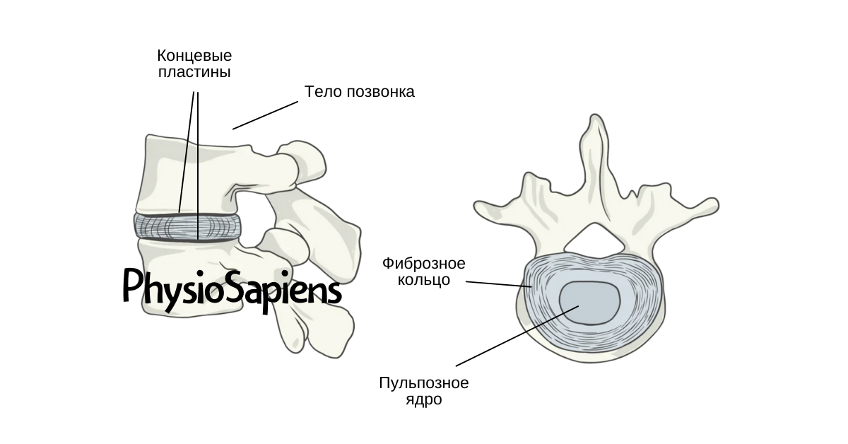 Анатомия и функции межпозвонкового диска