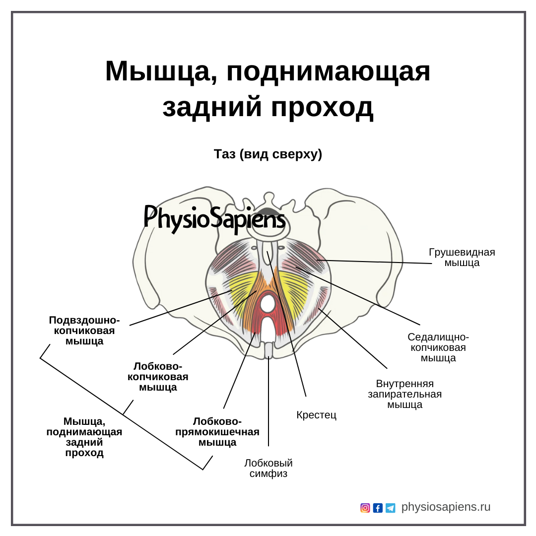 Мышца, поднимающая задний проход