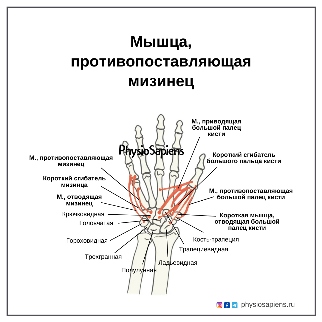 Мышца, противопоставляющая мизинец