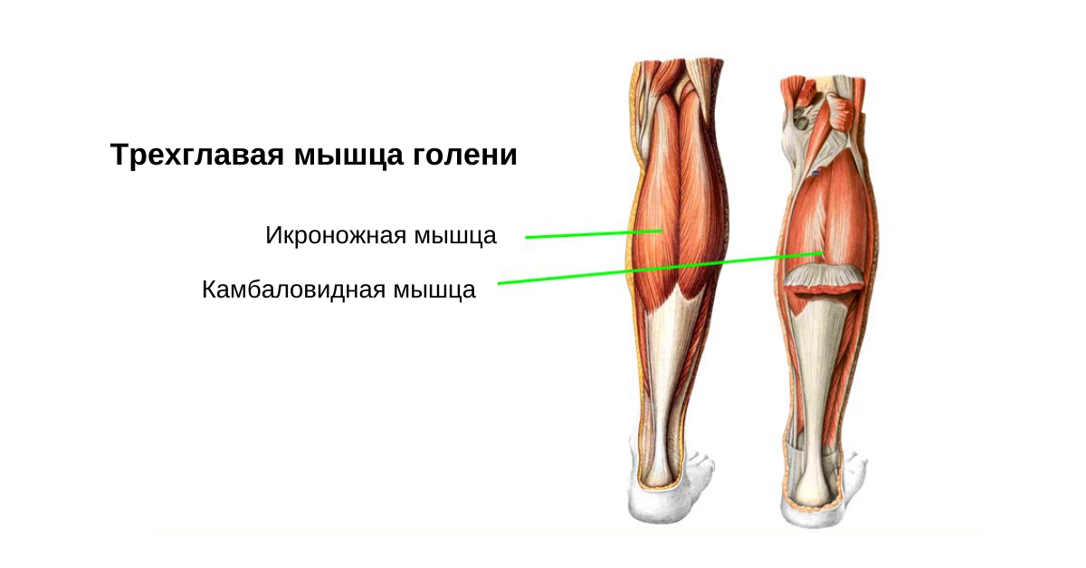 Камбаловидная мышца