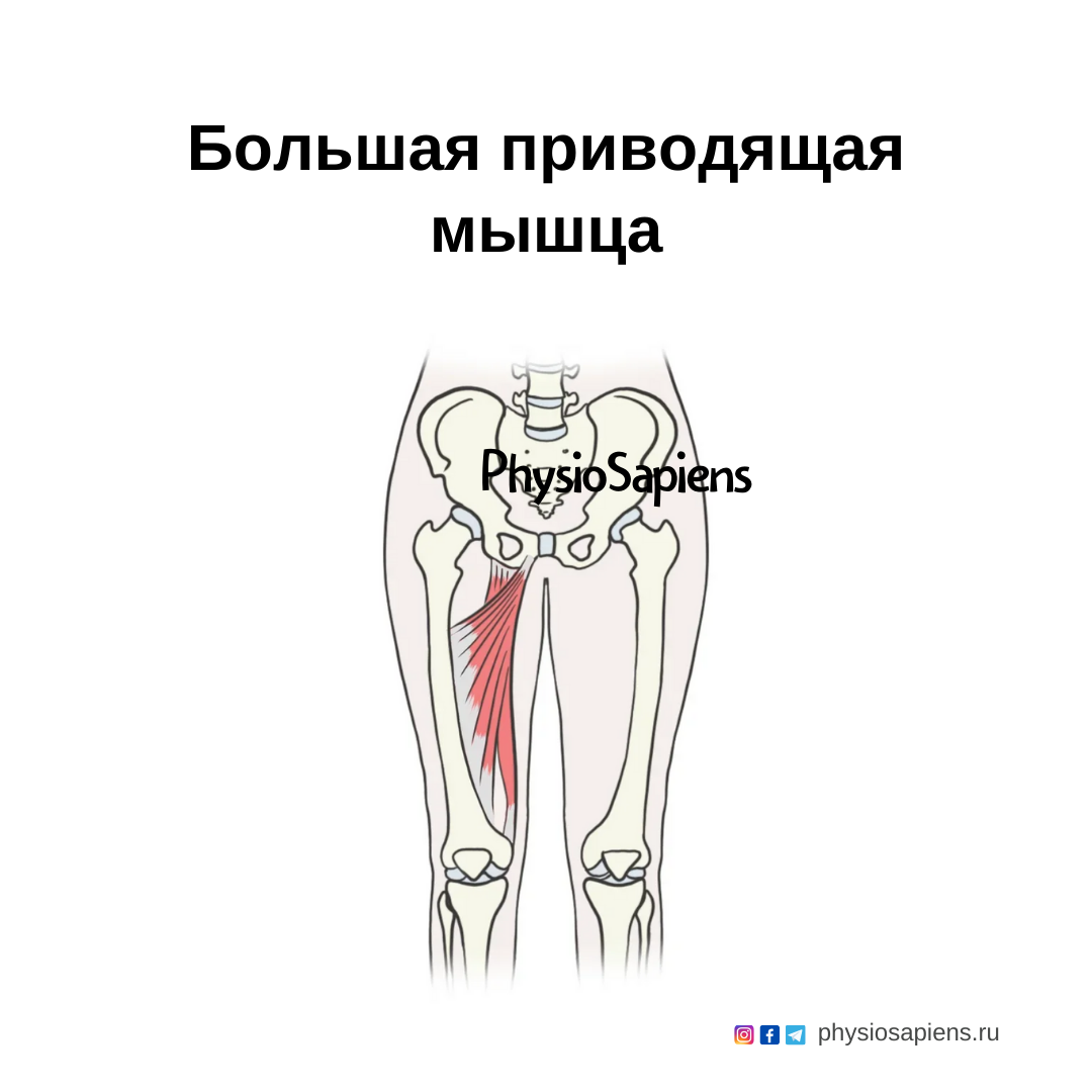 Большая приводящая мышца