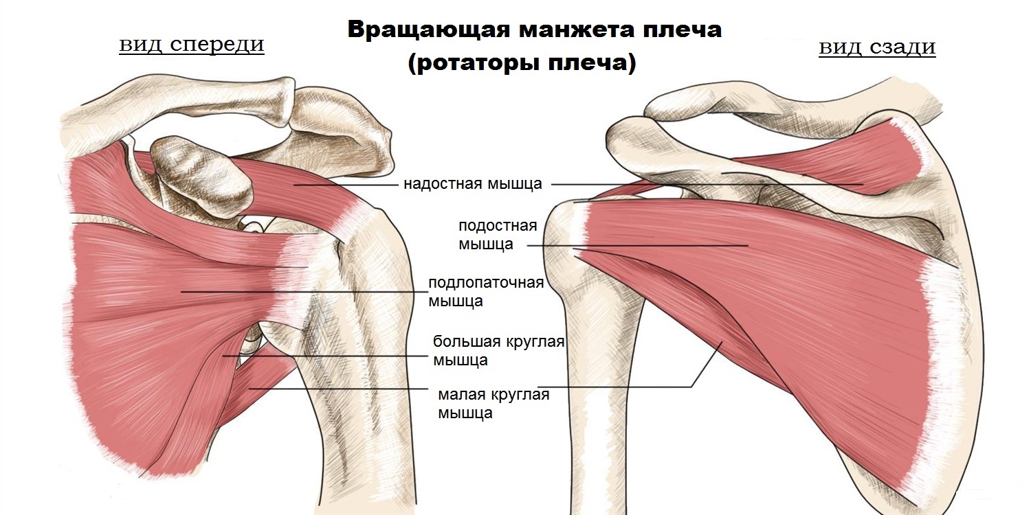 Тендинопатия ротаторной манжеты