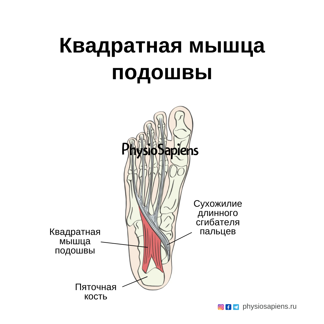 Квадратная мышца подошвы