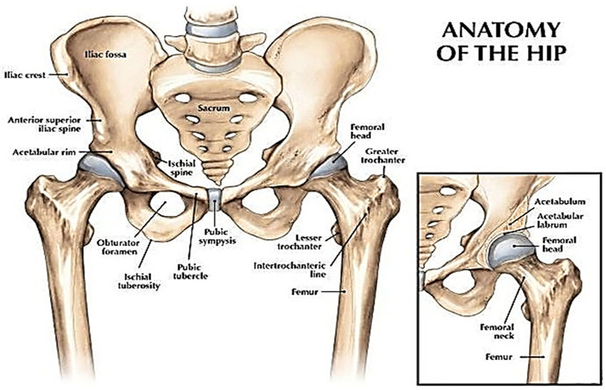 Тазобедренный сустав: функциональные нарушения и лечение
