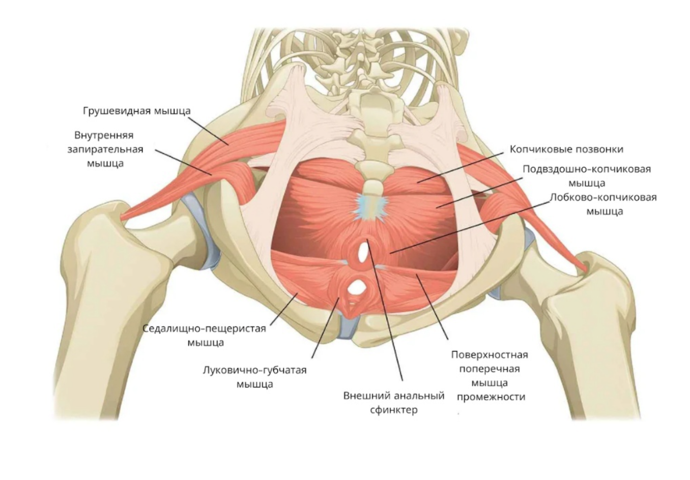 Тазобедренный сустав и тазовое дно
